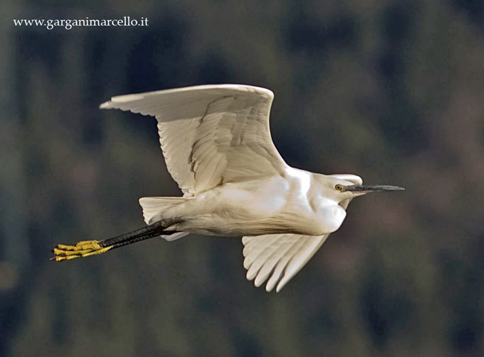 Garzetta in volo